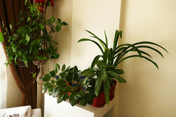 decorative vivid purple flowering violet flower at home,