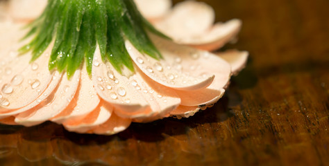 Wet pink daisy flower background, Valentine's day card, web banner with copy space