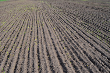 Farming concept. Furrows row pattern in a plowed field with  planting and growing crops in...