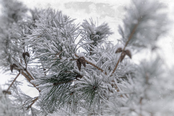 winter twig of coniferous tree covered with white fresh snow on a cold day