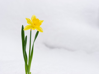 Beautiful yellow blossoming narcissus bursts out of the white snow in winter