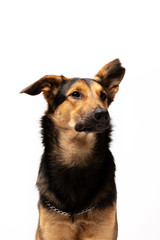 Adorable mixed-breed dog stands at white background