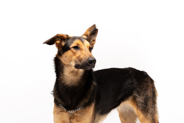 Adorable mixed-breed dog stands at white background