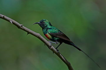 Beautiful sunbird (Cinnyris pulchella)
