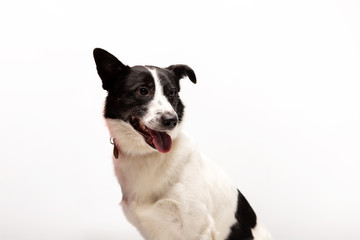 Adorable mixed-breed dog sits at white background