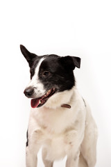 Naklejka na ściany i meble Adorable mixed-breed dog stands at white background
