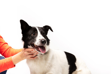 Adorable mixed-breed dog sits at white background