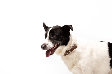Adorable mixed-breed dog sits at white background