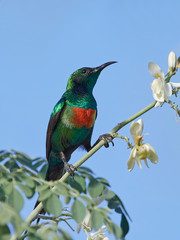 Beautiful sunbird (Cinnyris pulchella)