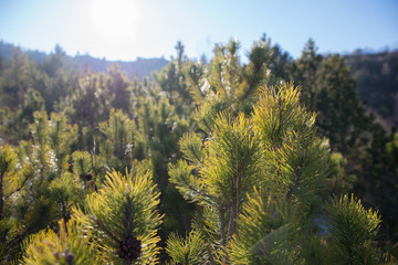 Natural green foliage background with sunlight shining