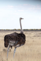 Vogel Straus 