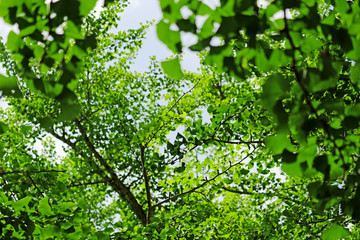 Fototapeta premium Fresh green texture covered like a canopy