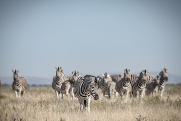 Fototapeta na wymiar Zebraherde in Afrika