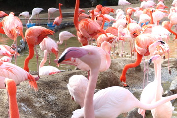 動物園のたくさんのフラミンゴ