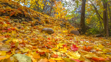 Ground covered with colorful leaves in autumn