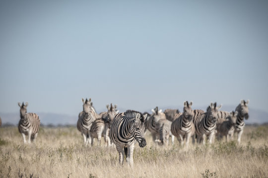 Zebraherde in Afrika