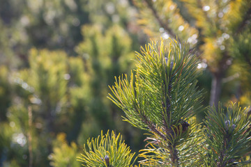 Natural green foliage background with sunlight shining