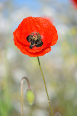 Minimalistic landscape with red poppy