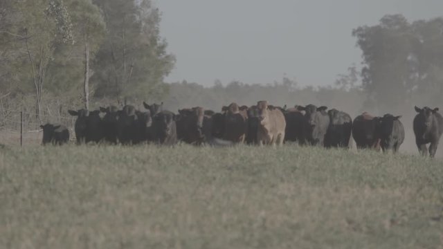 Cows Running Towards Camera