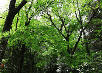 Scenery of the forest of the fresh green