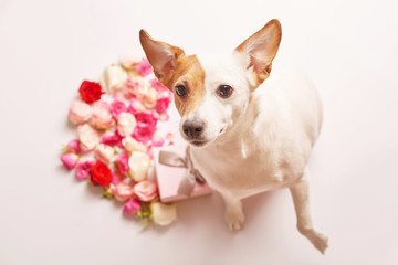 Fototapeta na wymiar Valentine`s day composition with dog and flowers. Valentine card. Greeting card template. Space for text. Concept of Happy Valentine`s day. Mother`s day card. Spring flowers on pink background