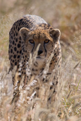 Obraz na płótnie Canvas Gepard im Gras