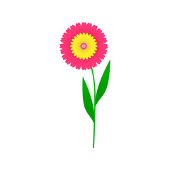 Set of flat Spring  flowers collection isolated on white