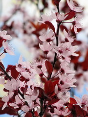 the fine blossoming tree