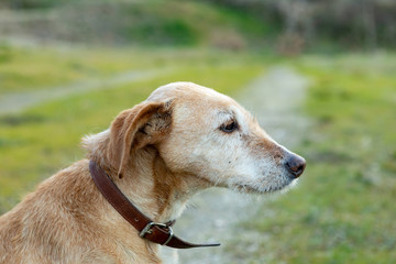 Small dog with collar