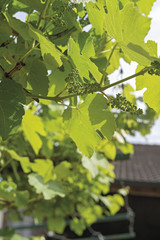 uva fragola i futuri grappoli