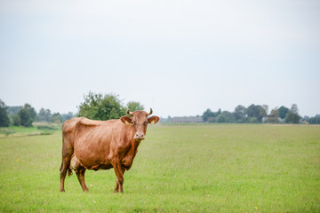 Fototapeta premium Cows eating green grass in meadow at countryside in the middle of summer. 