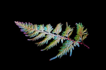 Peacock fern (Selaginella willdenowii) is a species of spikemoss known by the common names...