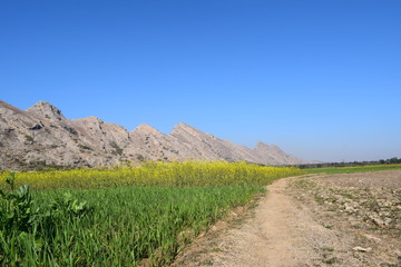 Soybean fields along with mountain 