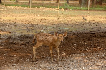 Portrait young deer standing with small antler