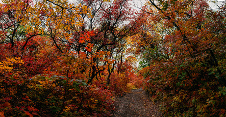  panoramic view of the autumn park