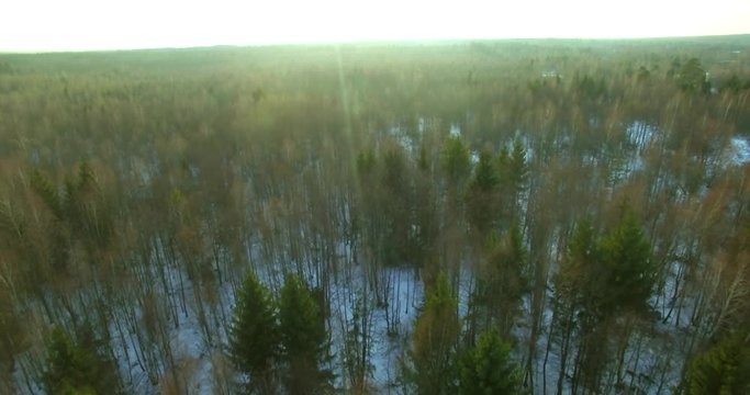 Helicopter slowly moving above green treetops of mixed European forest at sunrise sunset. Birds eye view of dense winter wood in Belarus. Nature conservation deforestation global warming