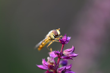 A close-up of an aphid fly on a flower