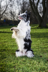 Obraz premium dog doing tricks and agility 