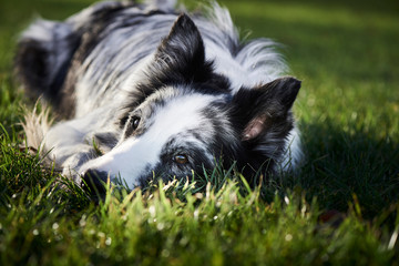 Fototapeta premium dog doing tricks and agility 