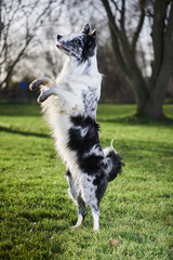 dog doing tricks and agility 