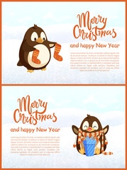 Merry Christmas and Happy New Year vector penguin holding socks and sitting bird with hands up in scarf with gift box in stripes, greeting cards template