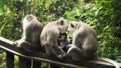 monkey mother breastfeeds baby. Monkey macaque in the rain forest. Monkeys in the natural environment. Bali, Indonesia. Long tailed macaques, Macaca fascicularis