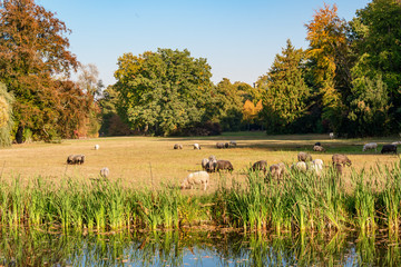 Fototapete bei efototapeten.de bestellen   