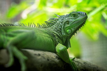 Green iguana is resting on the tree.
