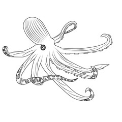 Octopus with tentacles. Hand drawn vector illustration in engraving technique isolated on white background.