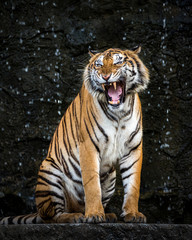 Fototapeta na wymiar Asian tiger is roaring.