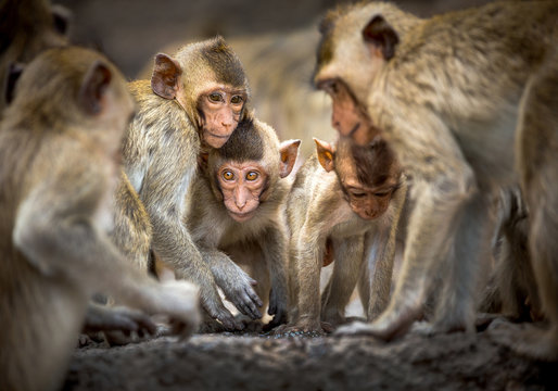 Family of monkeys in the wild