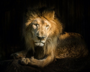 Lion (Panthera leo)  is resting on the rock.