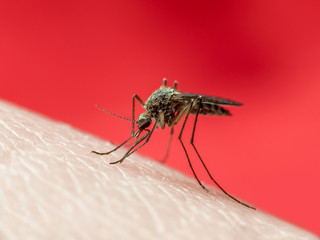Yellow Fever, Malaria or Zika Virus Infected Mosquito Insect Macro on Red Background