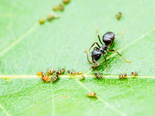 Ant and Aphid Colony on Green Leaf